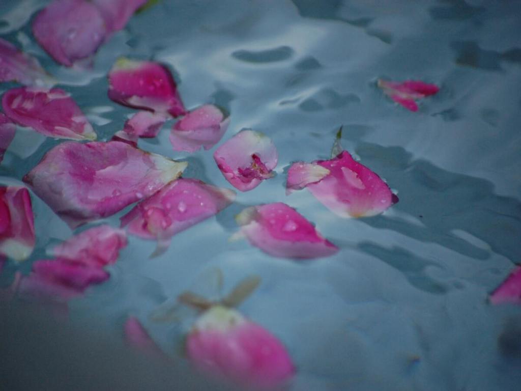 Pink rose petals on the surface of water.