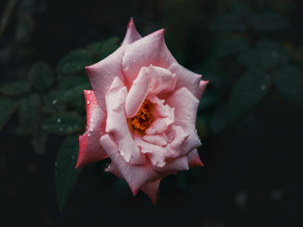 A pink rose with droplets of water.