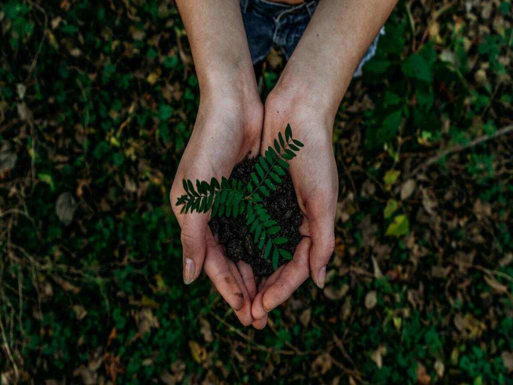 Hands holding a clump of the earth with a plant in the middle of it.