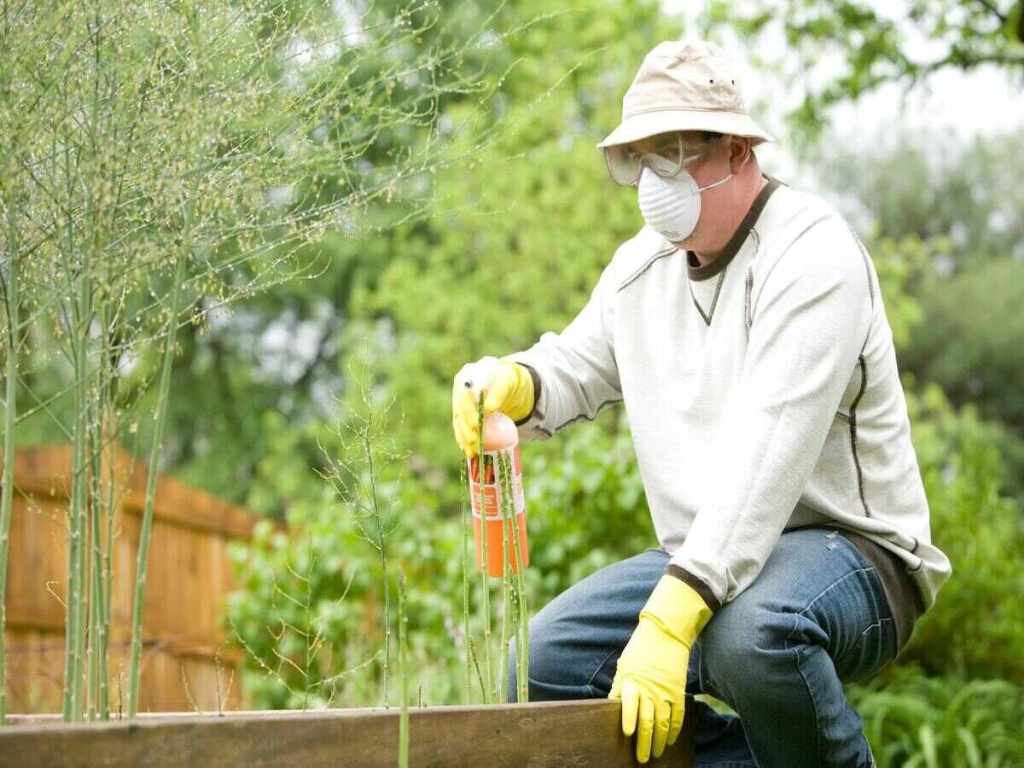 A man with a mask spraying small plants with a spray bottle.