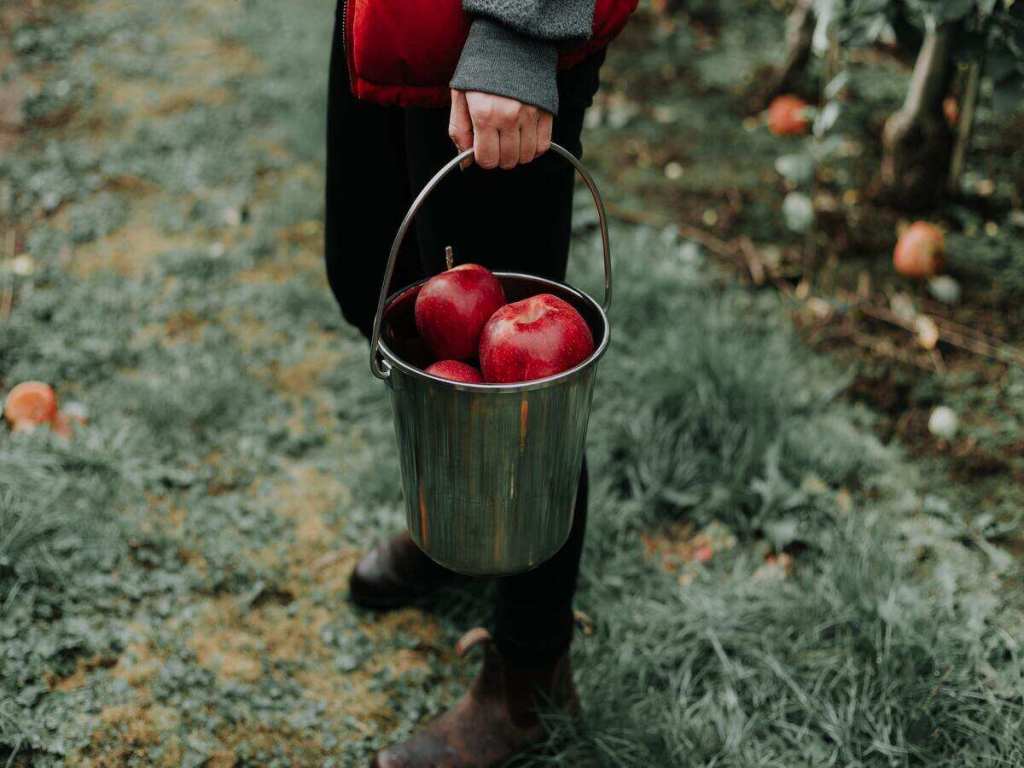 Picking red apples on the farm.