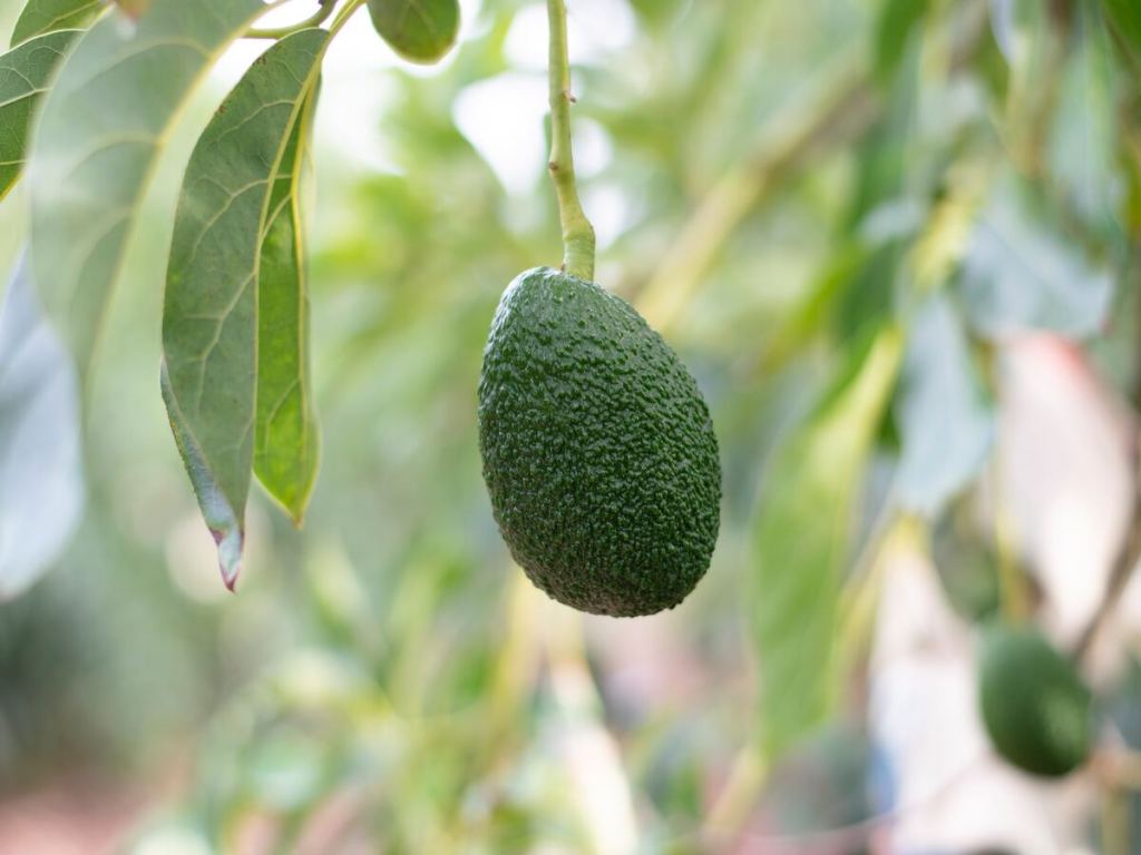 An avocado fruit hanging from a branch.