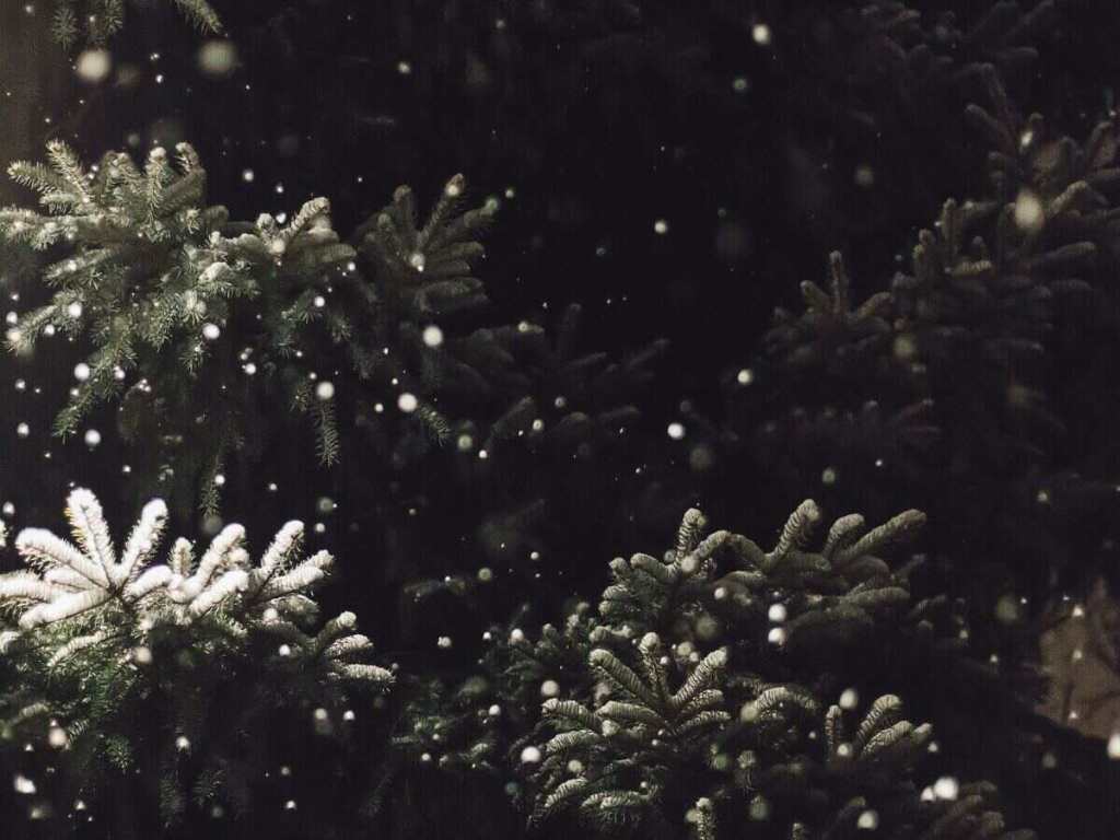 Evergreen trees covered in snow.