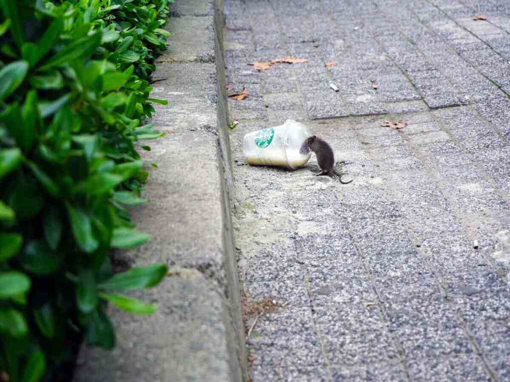 A mouse drinking from a discarded Starbucks coffee cup.