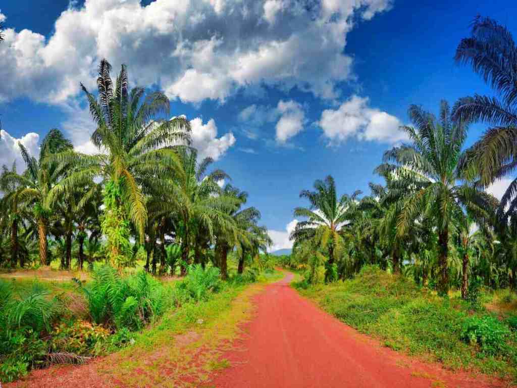 Palm trees under the clear blue sky.