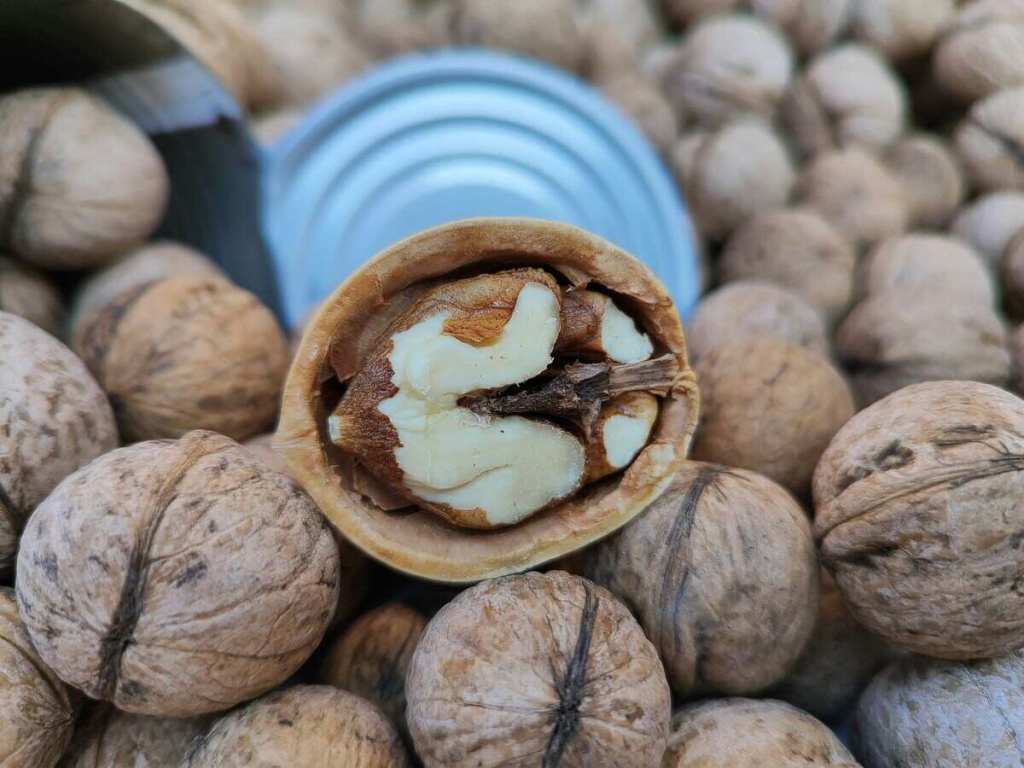 Walnuts in their shells.