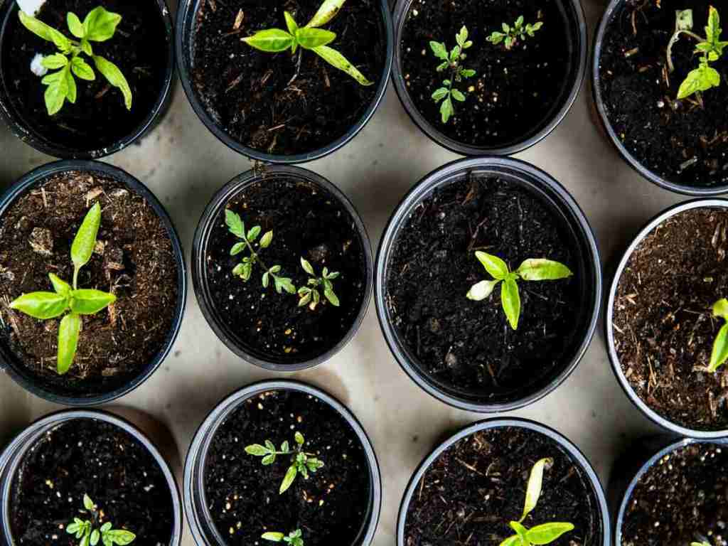 Pots of plants in different stages of growing.
