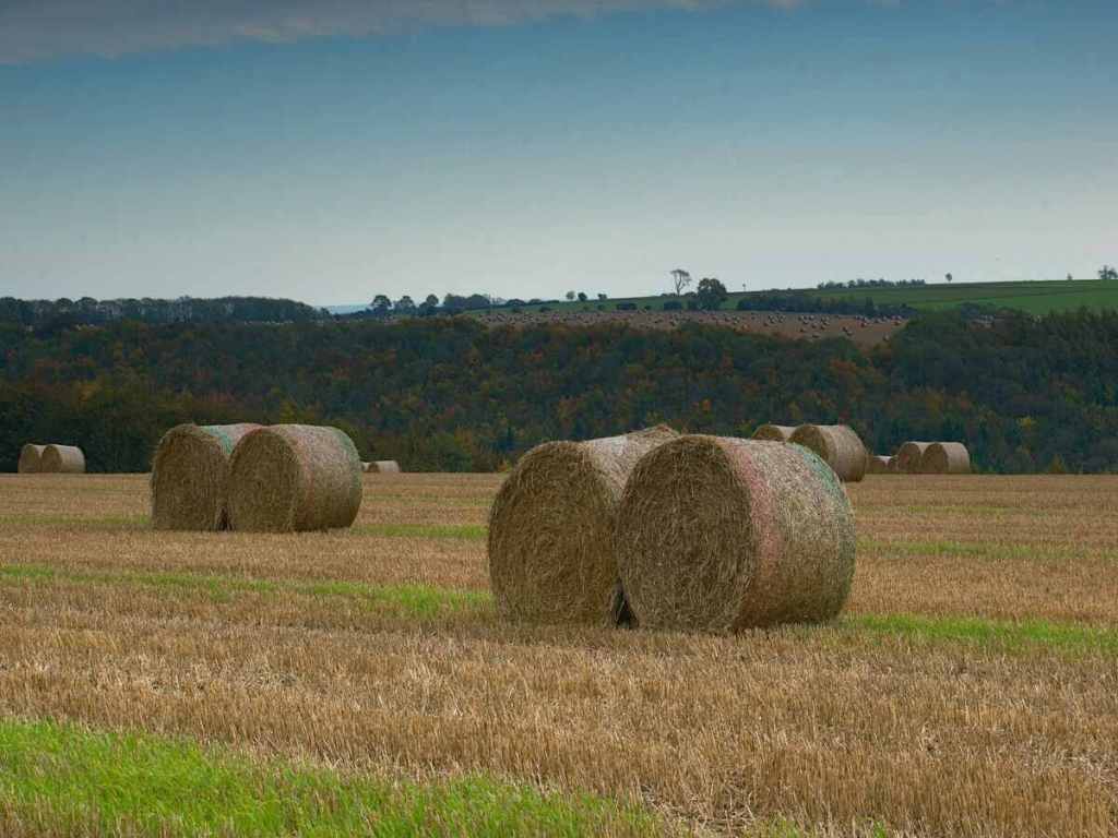 Rolled hay was collected on the green pasture.