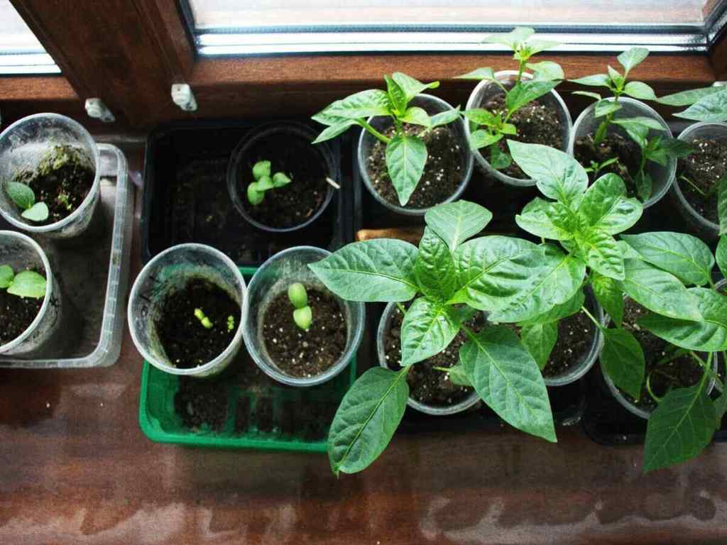 Plants are in different stages of growth.