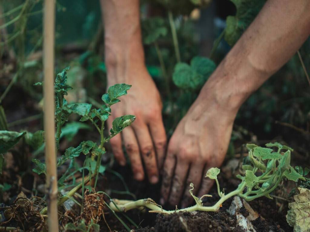Weeding in the garden.