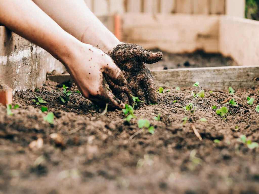 A pair of hands working in the mud.